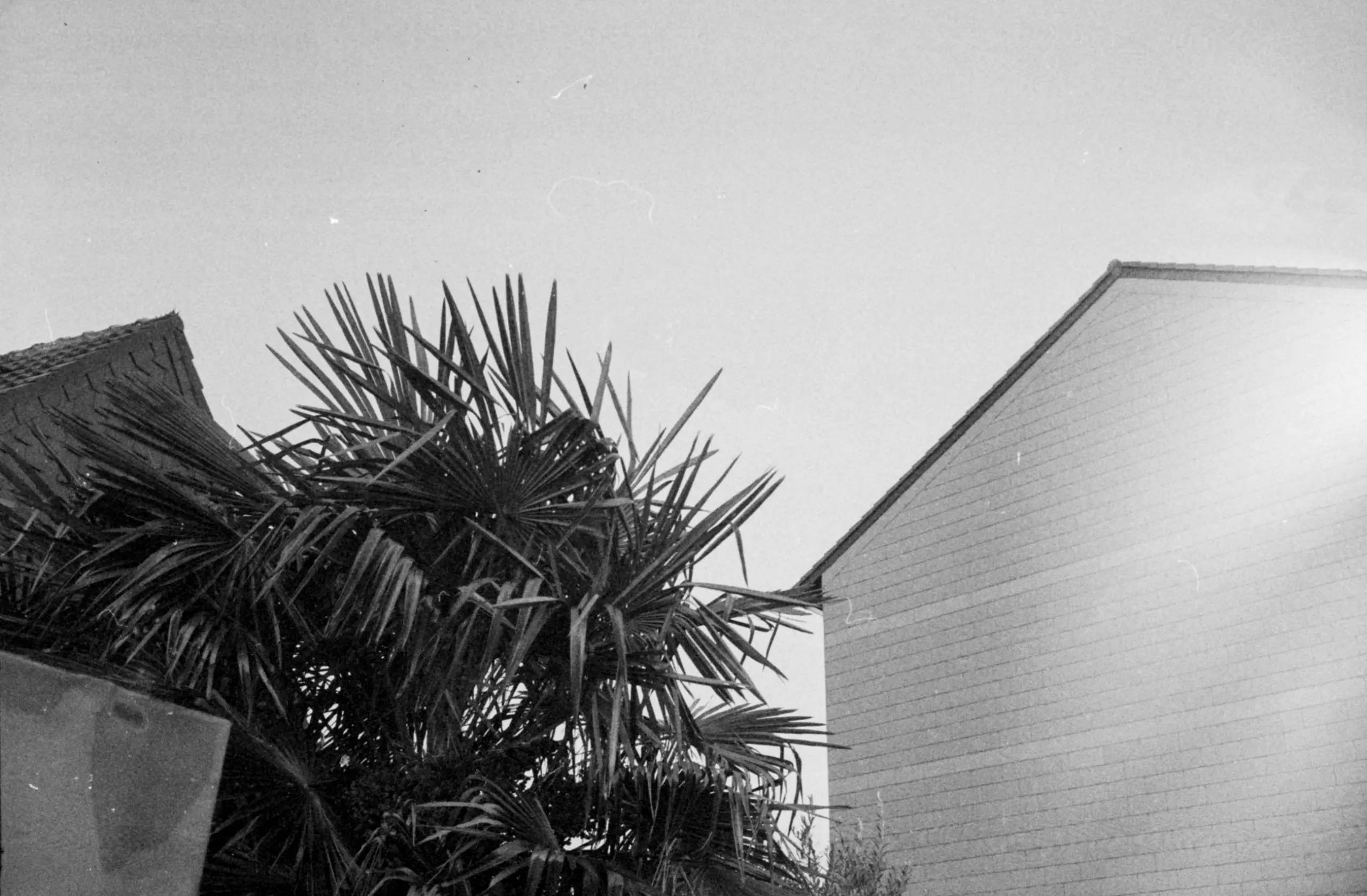 architecture photography of palm plant next to building black and white, analog photography